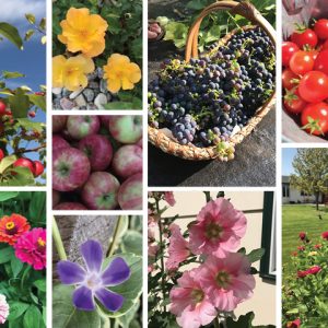 Finding Solace in Expressive Arts_In the Garden